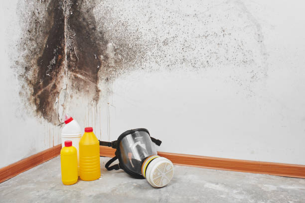 Best Attic Mold Removal  in Doolittle, TX