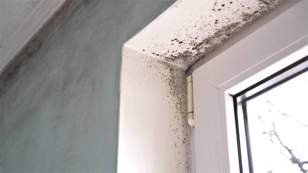 Best Residential Mold Removal  in Doolittle, TX