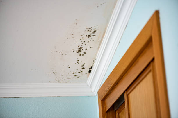 Best Same-Day Mold Removal  in Doolittle, TX