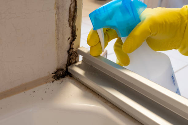 Best Black Mold Removal  in Doolittle, TX