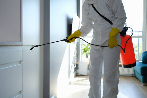 Best Best Mold Removal Companies  in Doolittle, TX