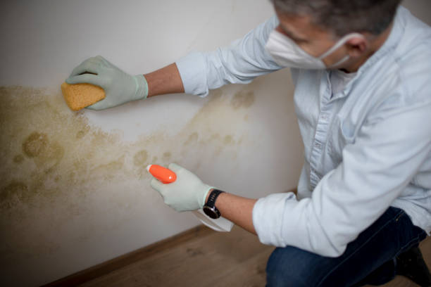 Best Affordable Mold Removal  in Doolittle, TX