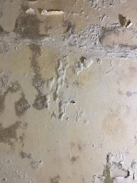 Best Same-Day Mold Removal  in Doolittle, TX