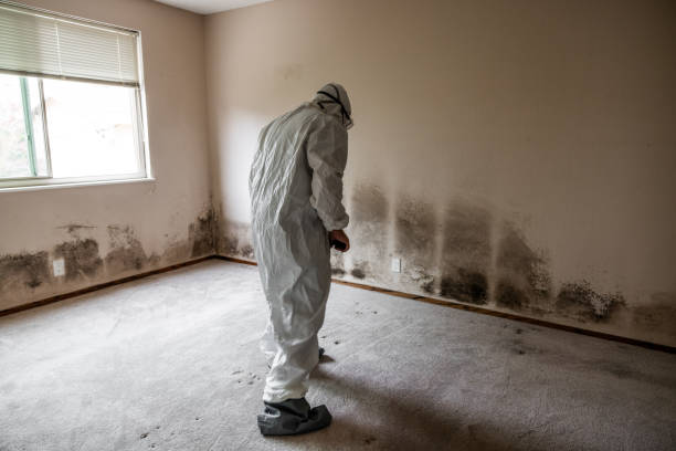 Best Mold Removal Near Me  in Doolittle, TX