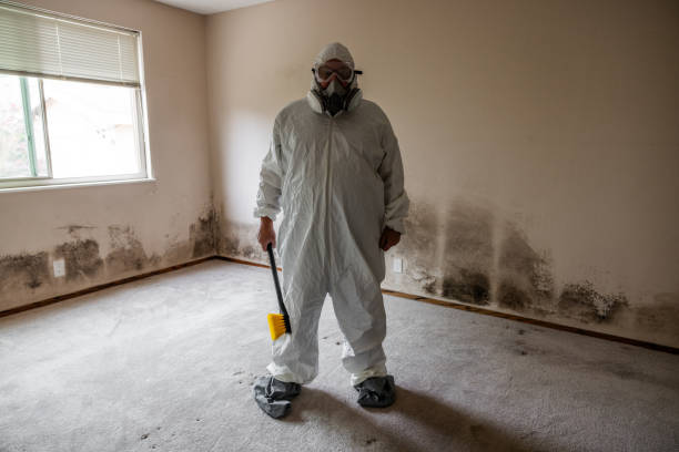 Best Mold Removal Company Near Me  in Doolittle, TX