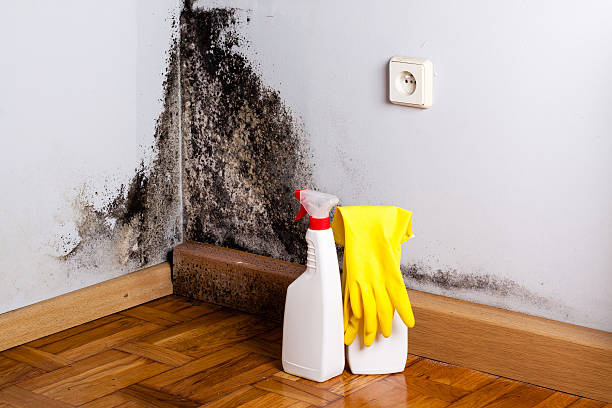 Best Mold Cleaning Services  in Doolittle, TX