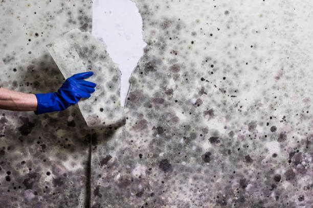 Best Local Mold Removal Service  in Doolittle, TX