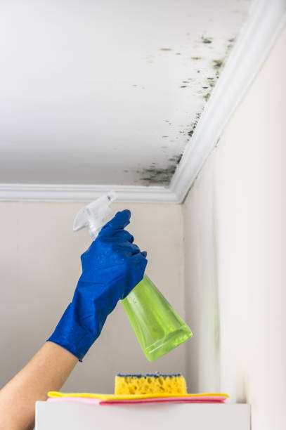 Best Home Mold Removal  in Doolittle, TX